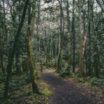The Haunting Beauty of Aokigahara Forest: A Journey Through Japan's Mysterious Suicide Forest abcdhe-183