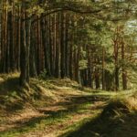 The Mysterious Legends of Hoia-Baciu Forest: Exploring Romania's Enigmatic Woodland abcdhe-299